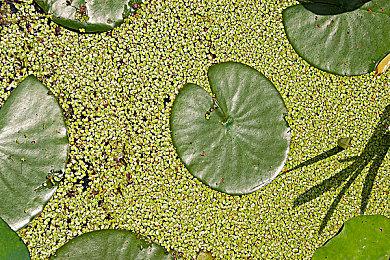 虚幻5.6引擎性能飞跃：GPU提升25% CPU提升35%